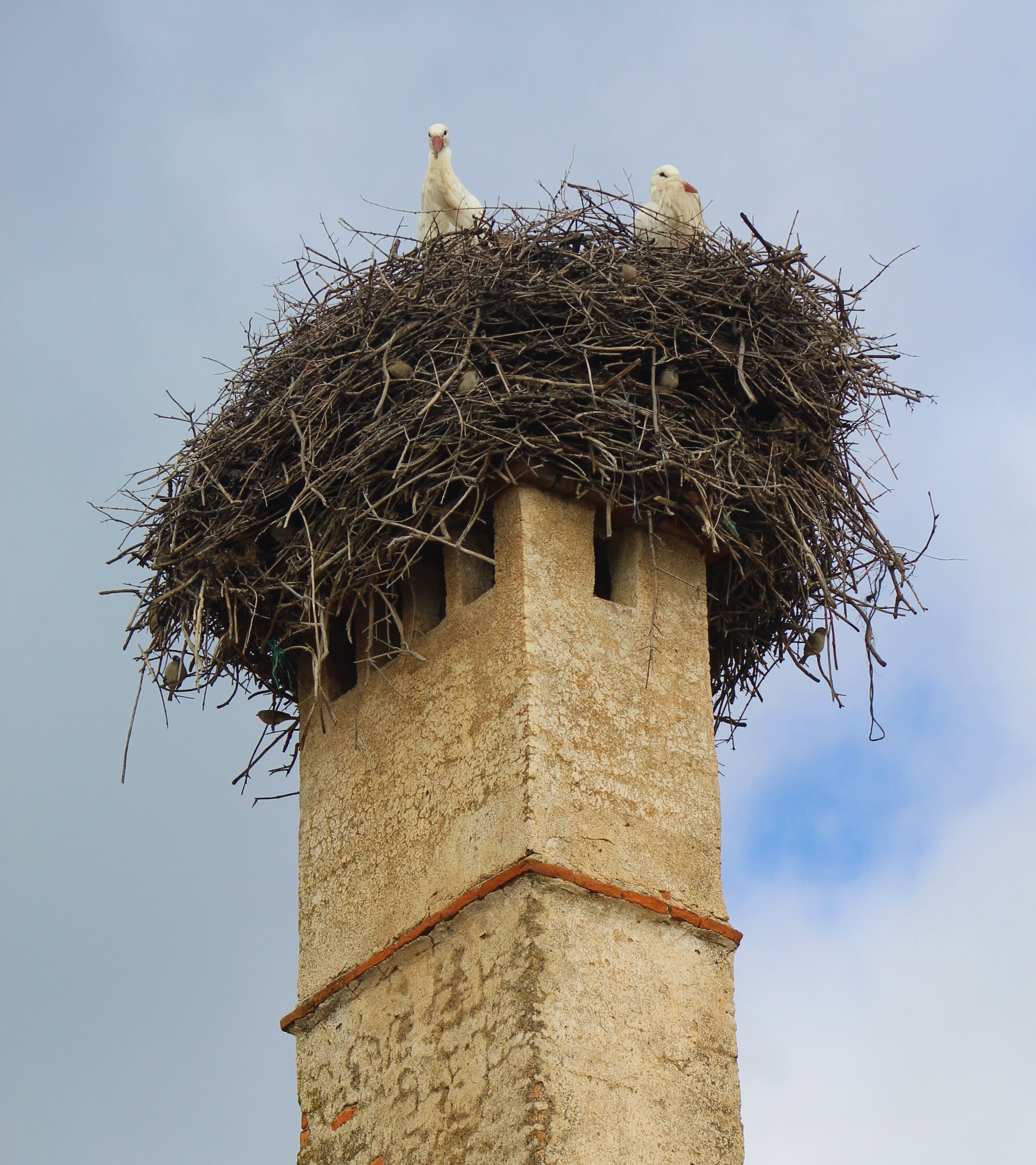 Cañaveral - Chimenea