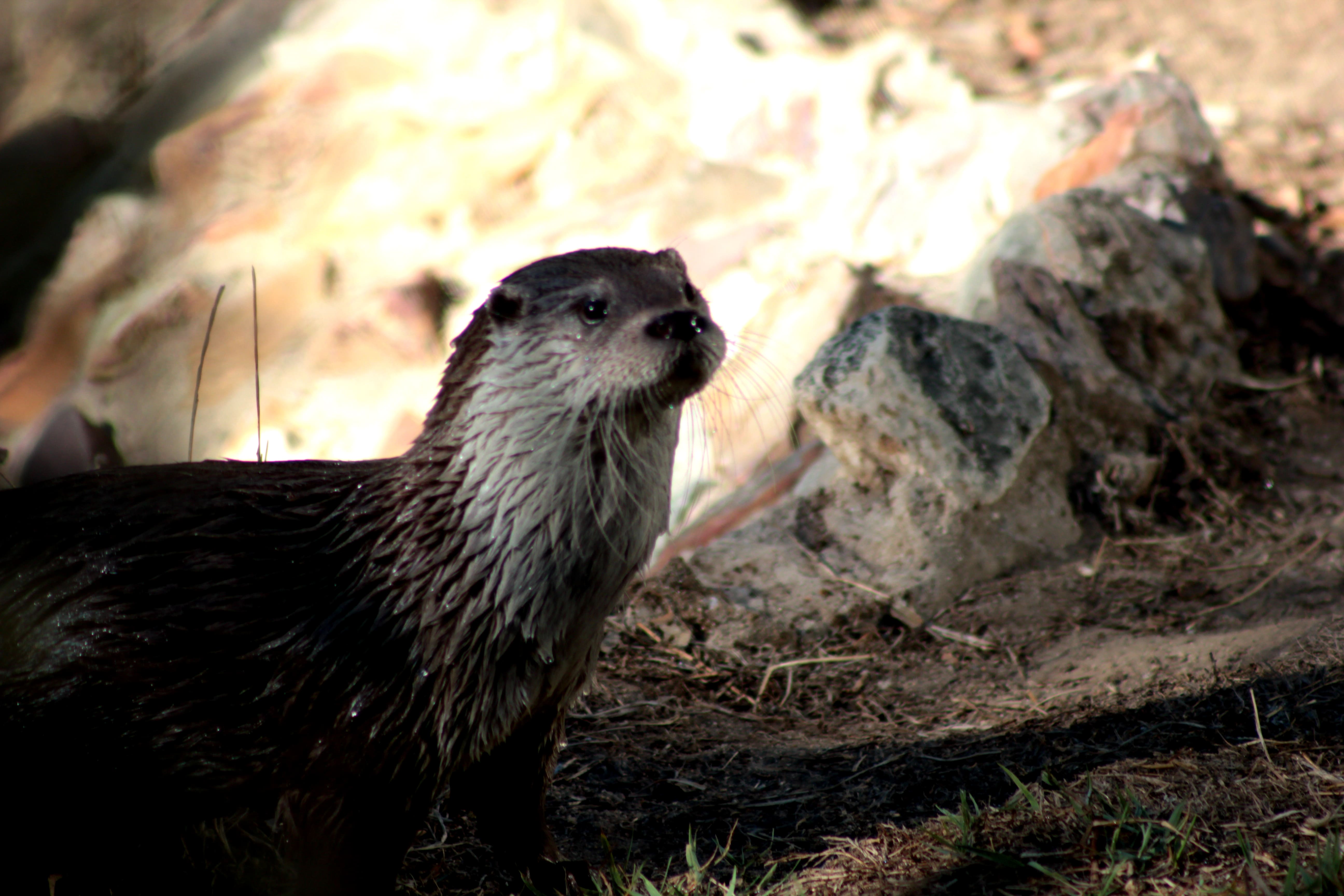 Nutria